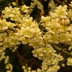 Verveine exotique,Litse citronne,Poivre montagne